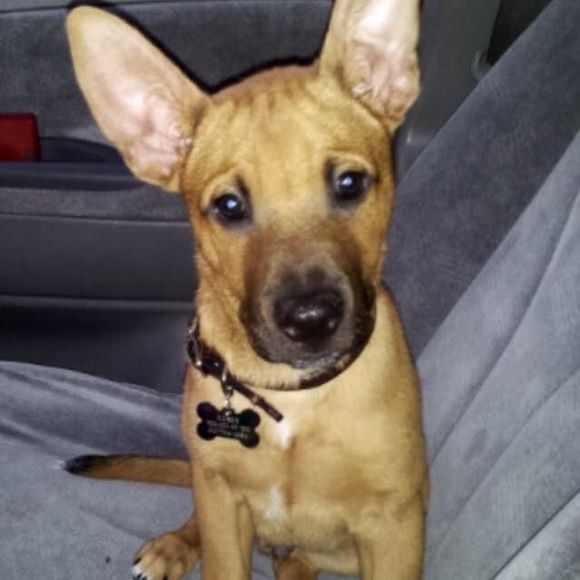 Meet your Posher, Connie - Picture 1 of 1